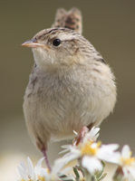 grass-wren-marlane